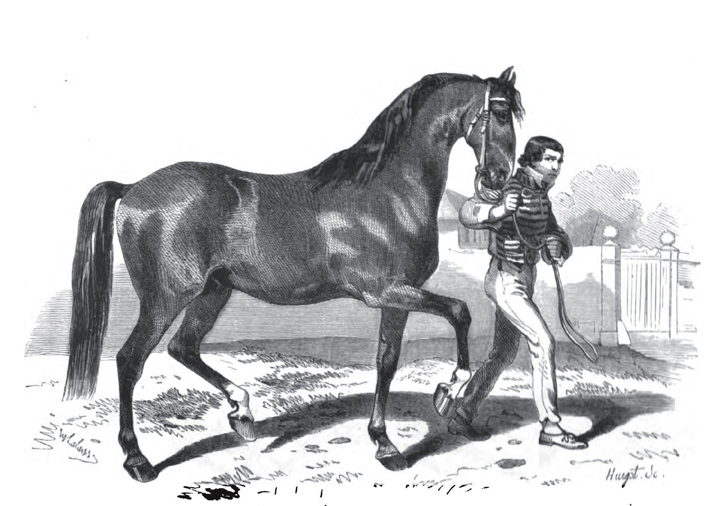 Anglo Norman Horse France Glossy Poster Picture Photo Print Banner  Booma Prints
