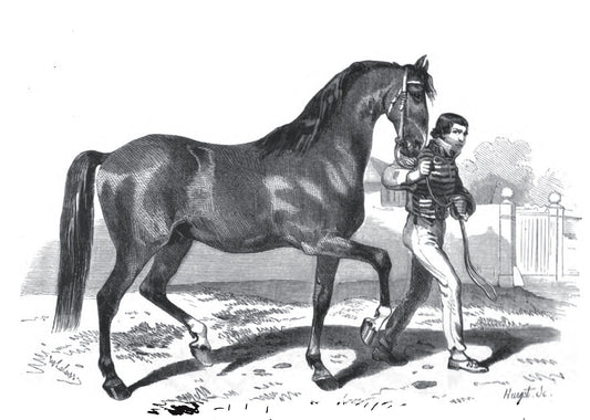 Anglo Norman Horse France Glossy Poster Picture Photo Print Banner  Booma Prints