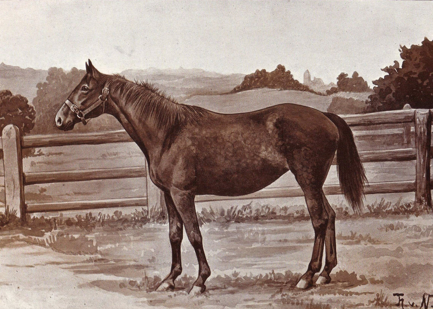 Anglo Norman Horse Warmblood Glossy Poster Picture Photo Print Banner  Booma Prints