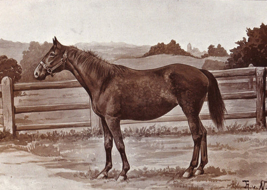 Anglo Norman Horse Warmblood Glossy Poster Picture Photo Print Banner  Booma Prints