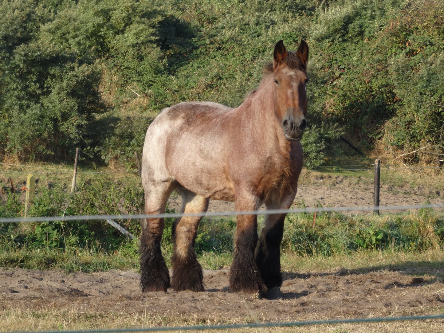 Belgian Draught Horse Glossy Poster Picture Photo Print Banner  Booma Prints