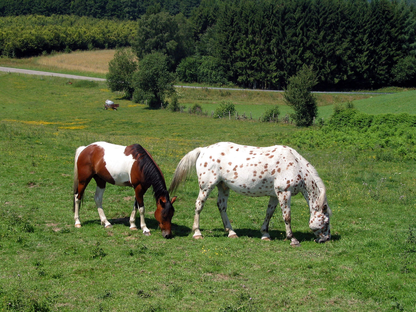 Appaloosa Horse Breed Glossy Poster Picture Photo Print Banner  Booma Prints