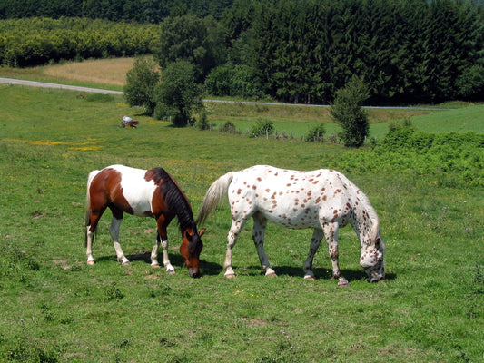Appaloosa Horse Breed Glossy Poster Picture Photo Print Banner  Booma Prints