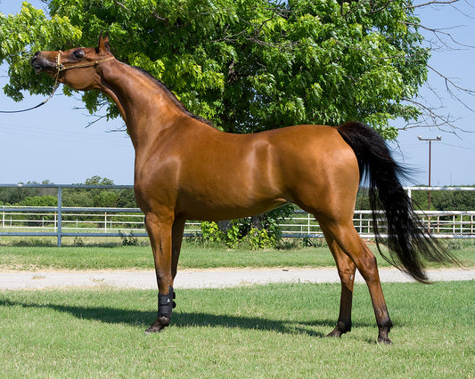 Chestnut Arabian Horse Glossy Poster Picture Photo Print Banner  Booma Prints