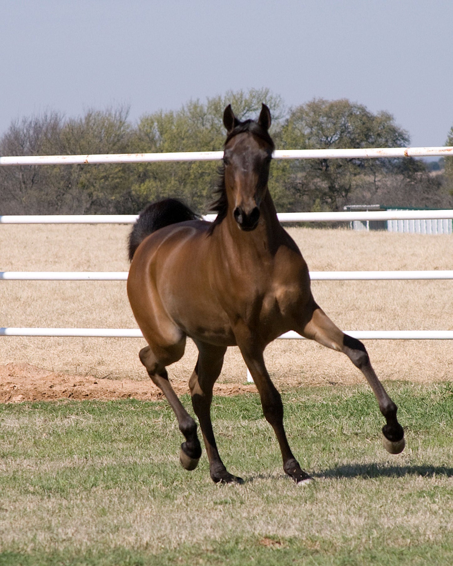 Arabian Horse Breed Brown Glossy Poster Picture Photo Print Banner  Booma Prints