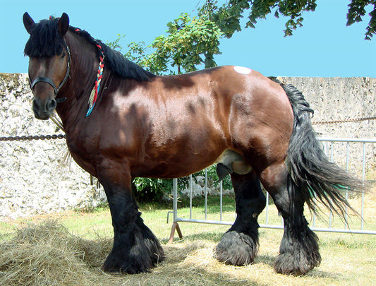 Ardennais Horse Belgium Glossy Poster Picture Photo Print Banner  Booma Prints