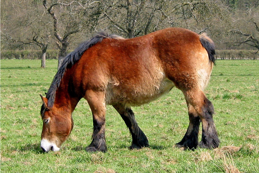 Ardennais Horse Breed Belgium Glossy Poster Picture Photo Print Banner  Booma Prints