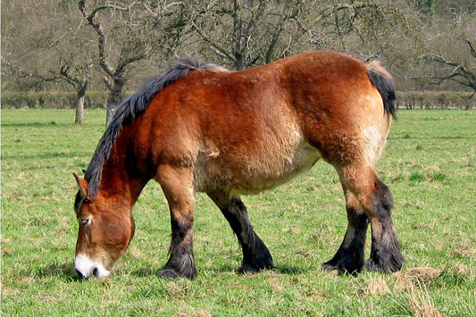 Ardennais Horse Breed Belgium Glossy Poster Picture Photo Print Banner  Booma Prints