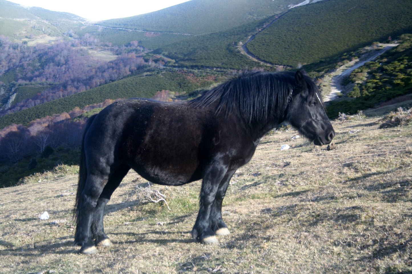 Asturcon Spanish Horse Glossy Poster Picture Photo Print Banner  Booma Prints