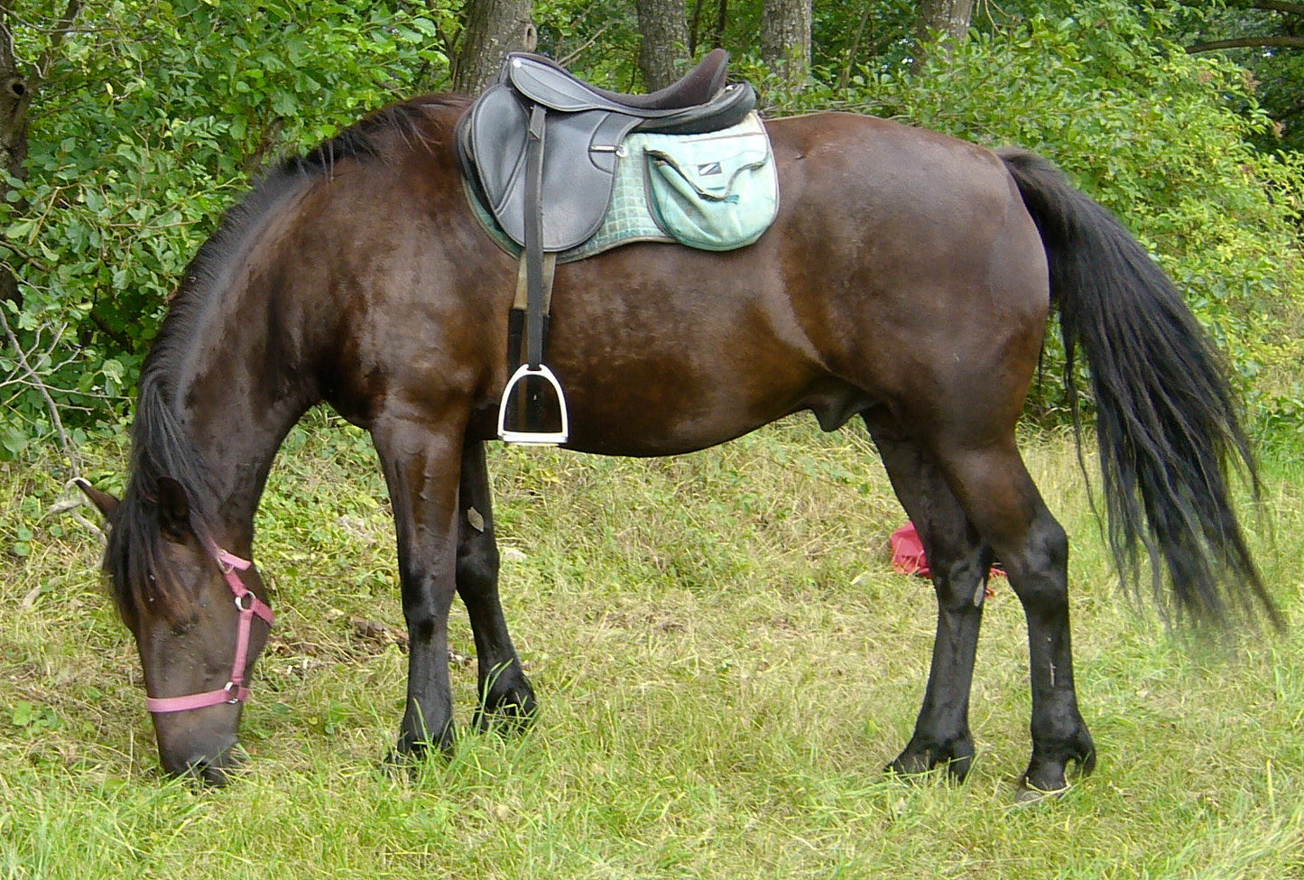 Auvergne Horse Breed Glossy Poster Picture Photo Print Banner  Booma Prints