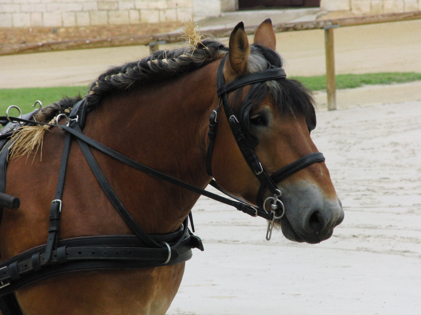 Auxois Horse Breed France Glossy Poster Picture Photo Print Banner  Booma Prints