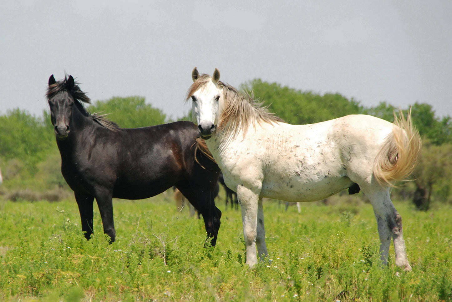 Axios Horse Breed Greece Glossy Poster Picture Photo Print Banner  Booma Prints