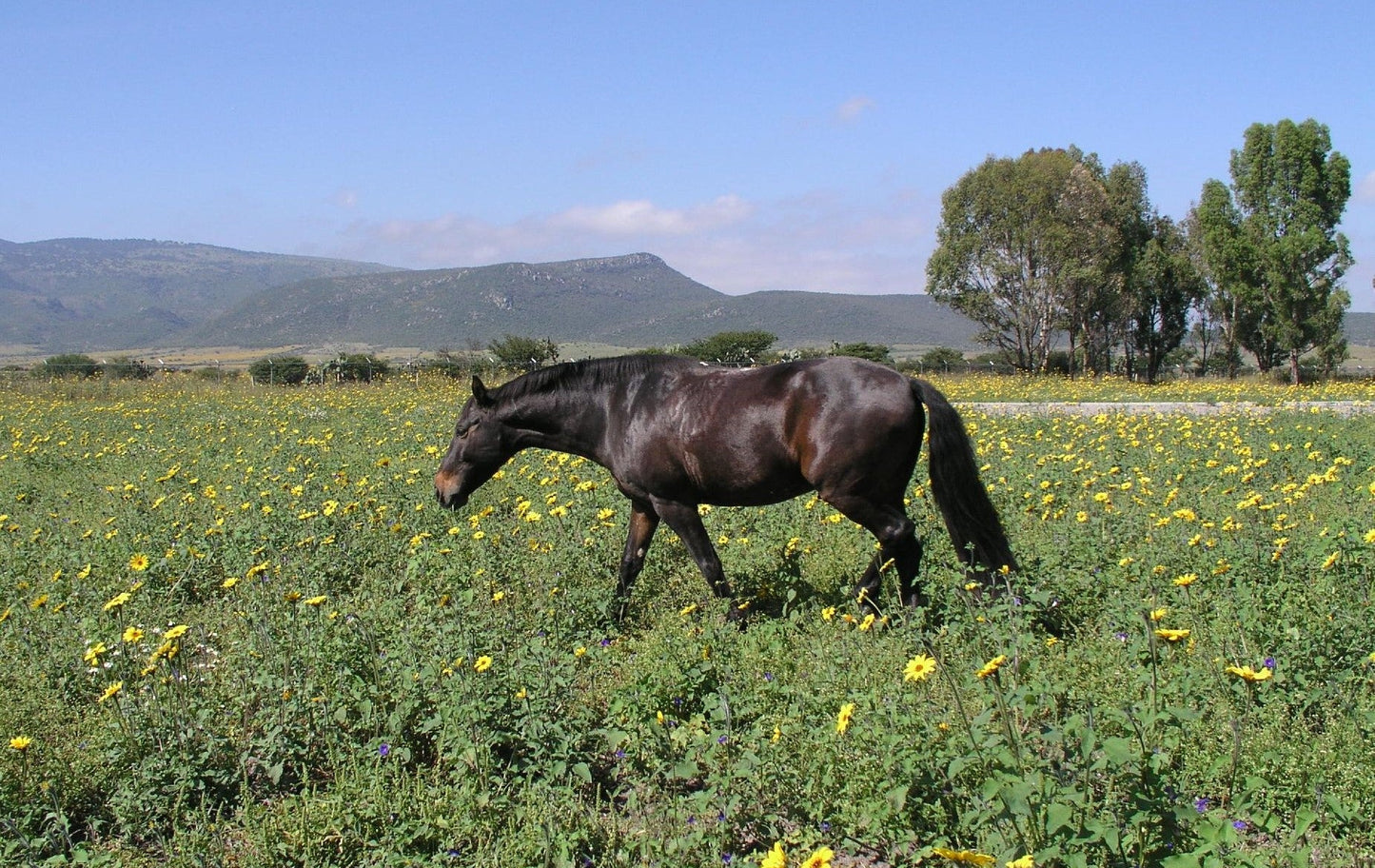 Azteca Horse Mexico Glossy Poster Picture Photo Print Banner  Booma Prints