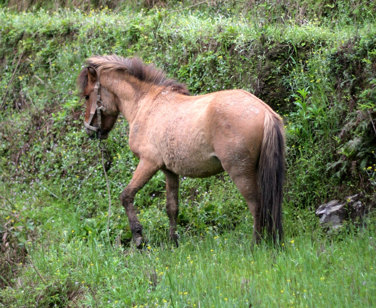 Baise Horse China Glossy Poster Picture Photo Print Banner  Booma Prints
