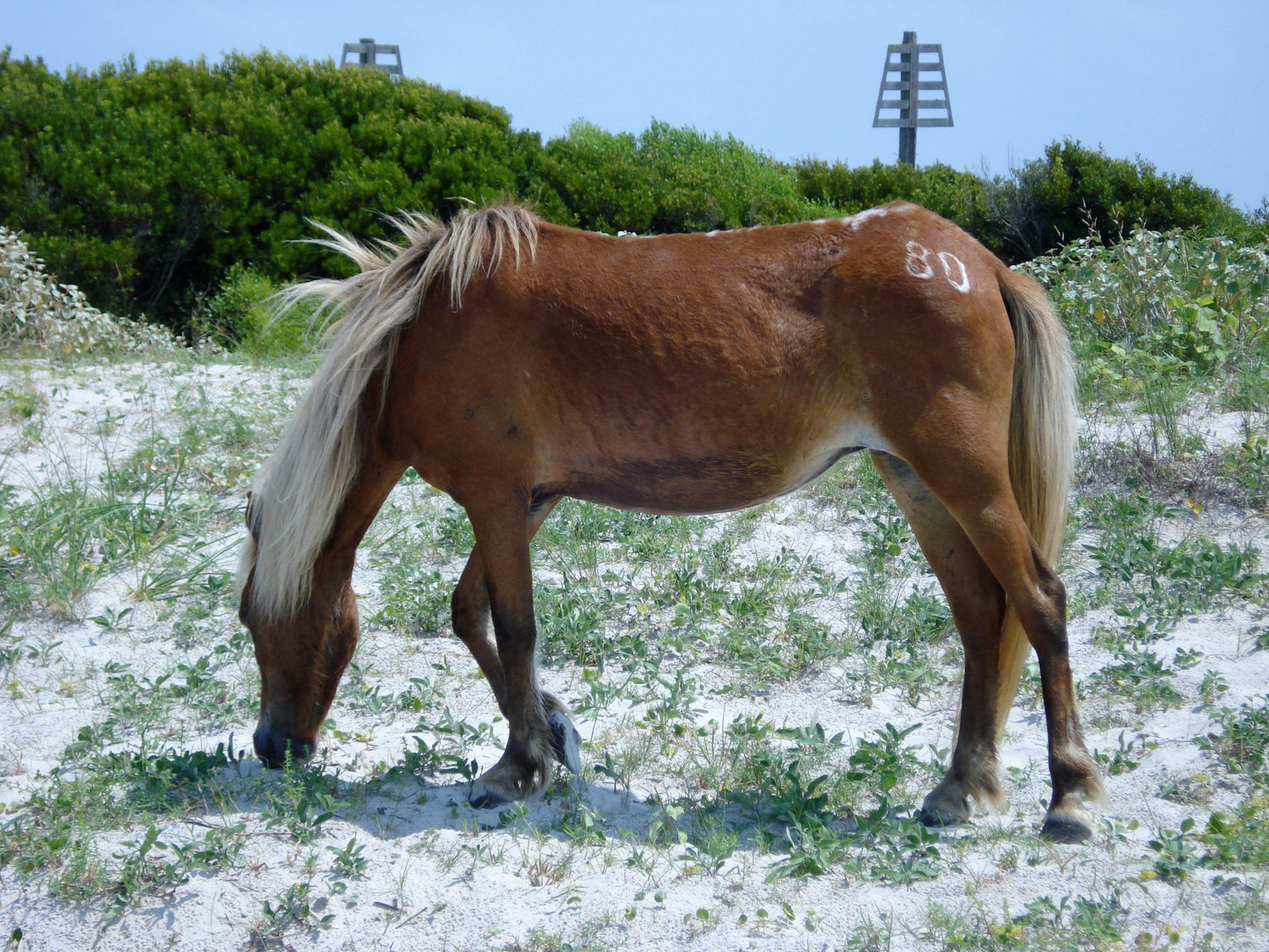 Banker Horse Breed Glossy Poster Picture Photo Print Banner  Booma Prints