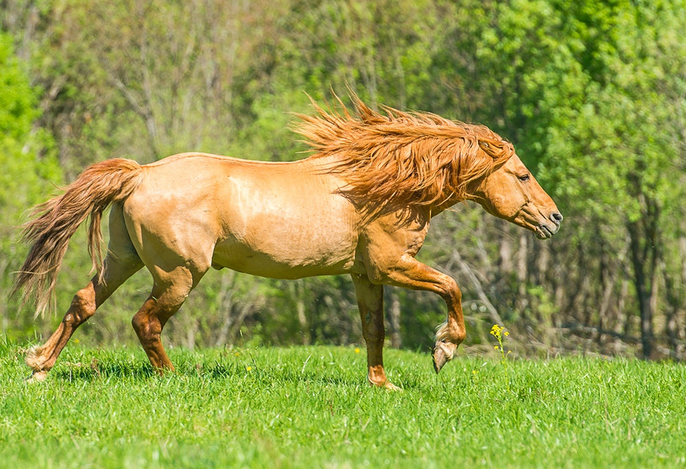 Bashkir Horse Breed Glossy Poster Picture Photo Print Banner  Booma Prints
