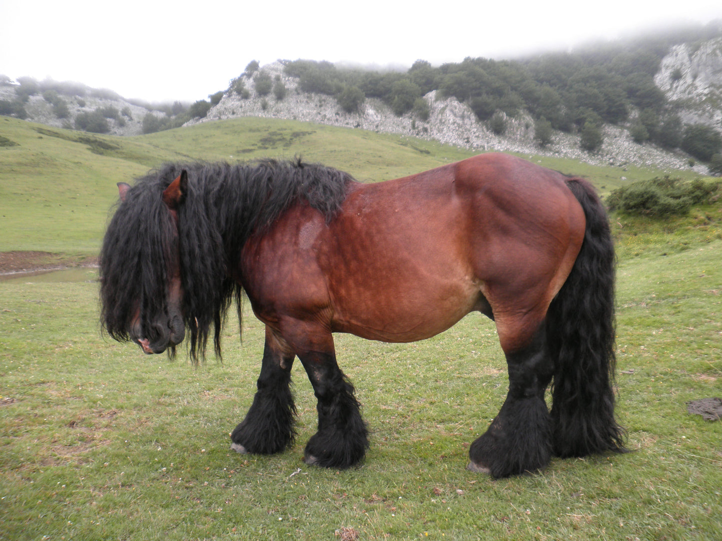 Basque Mountain Horse Breed Glossy Poster Picture Photo Print Banner  Booma Prints
