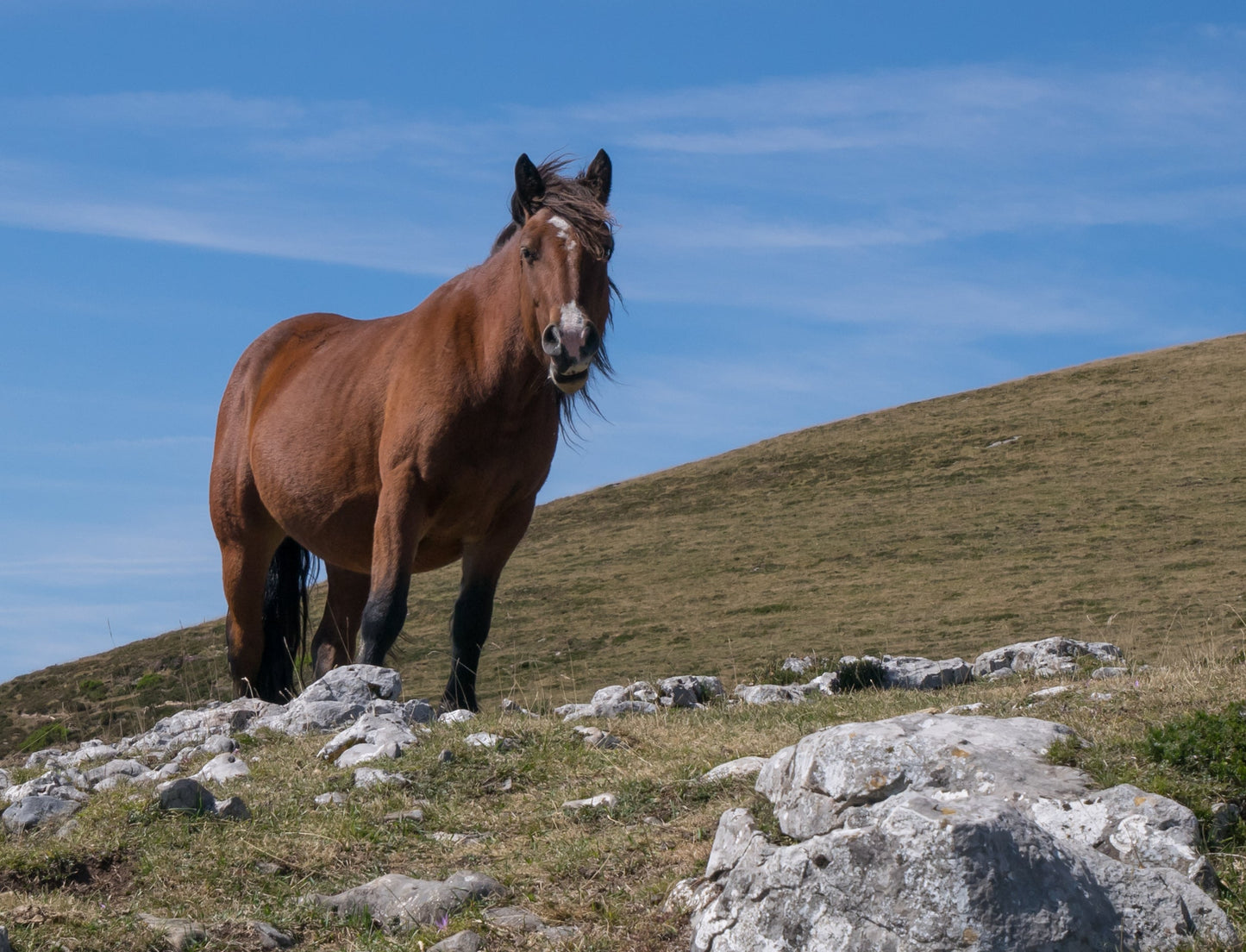 Basque Mountain Horse Breed Spain Glossy Poster Picture Photo Print Banner  Booma Prints