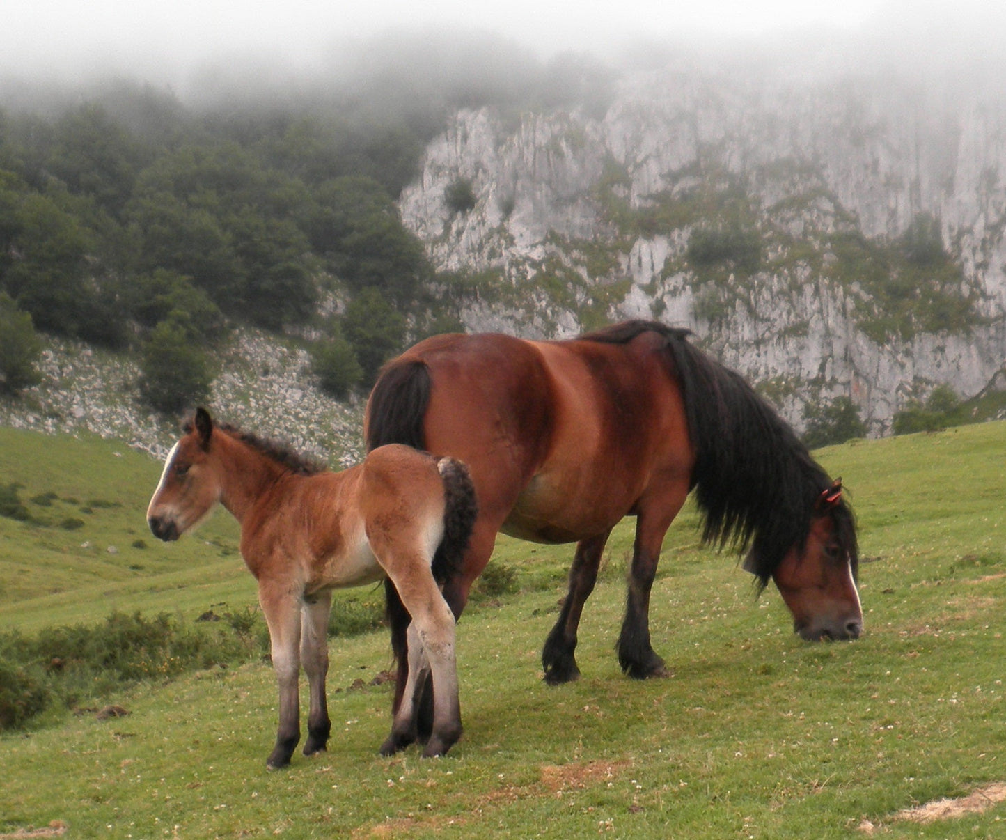Basque Mountain Horses Spanish Glossy Poster Picture Photo Print Banner  Booma Prints