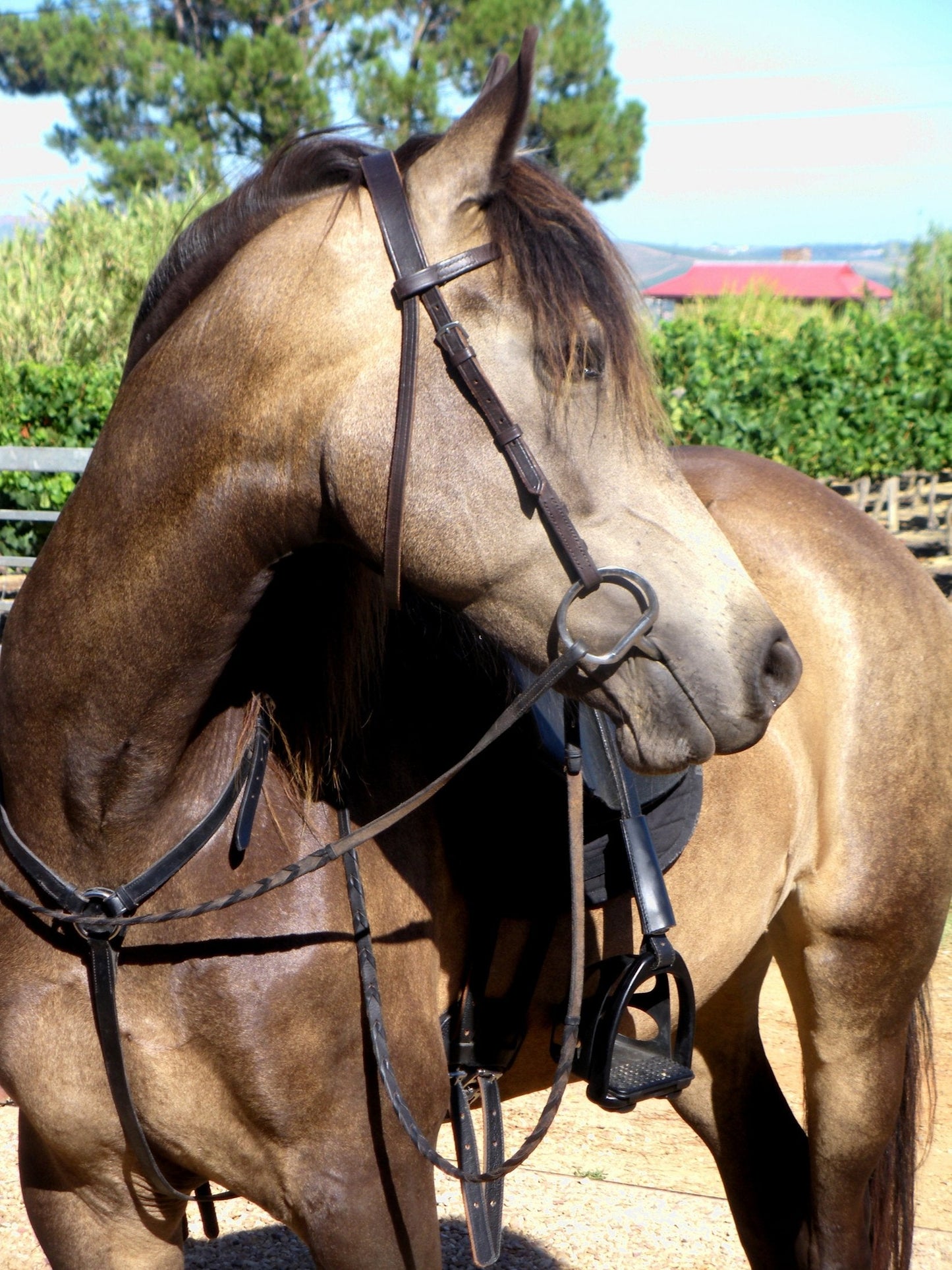 Boerperd Horse South Africa Glossy Poster Picture Photo Print Banner  Booma Prints
