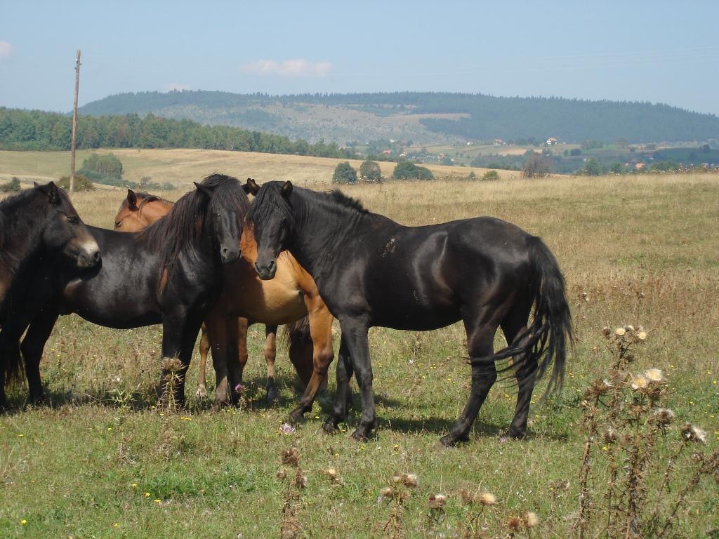 Bosnian Mountain Horse Glossy Poster Picture Photo Print Banner  Booma Prints