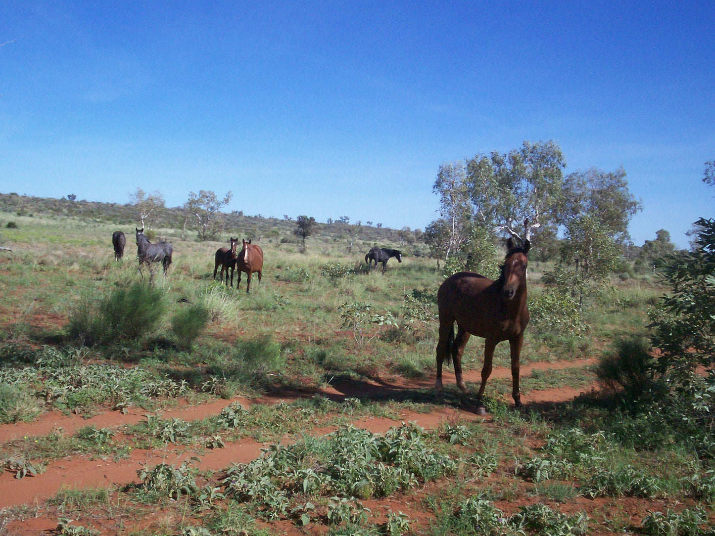 Brumby Horse Breed Australia Glossy Poster Picture Photo Print Banner  Booma Prints