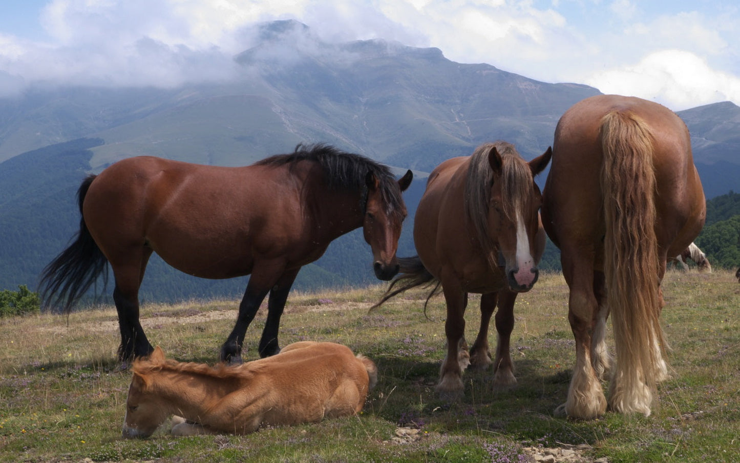Burguete Horse Breed Spain Glossy Poster Picture Photo Print Banner  Booma Prints