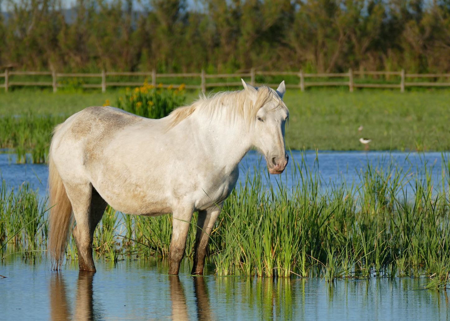 Camargue Horse Breed France Glossy Poster Picture Photo Print Banner  Booma Prints