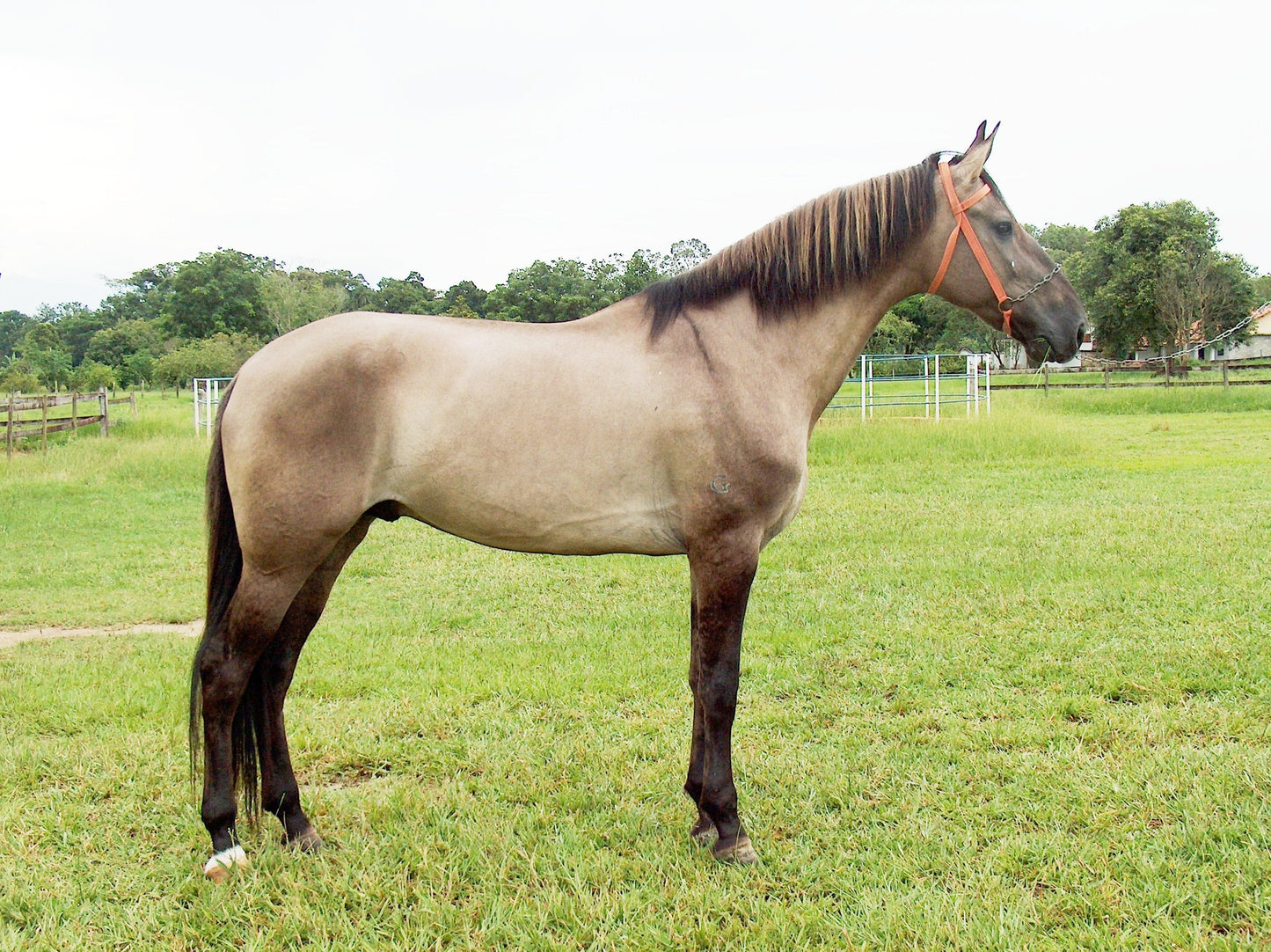 Campolina Horse Breed Brazil Glossy Poster Picture Photo Print Banner  Booma Prints