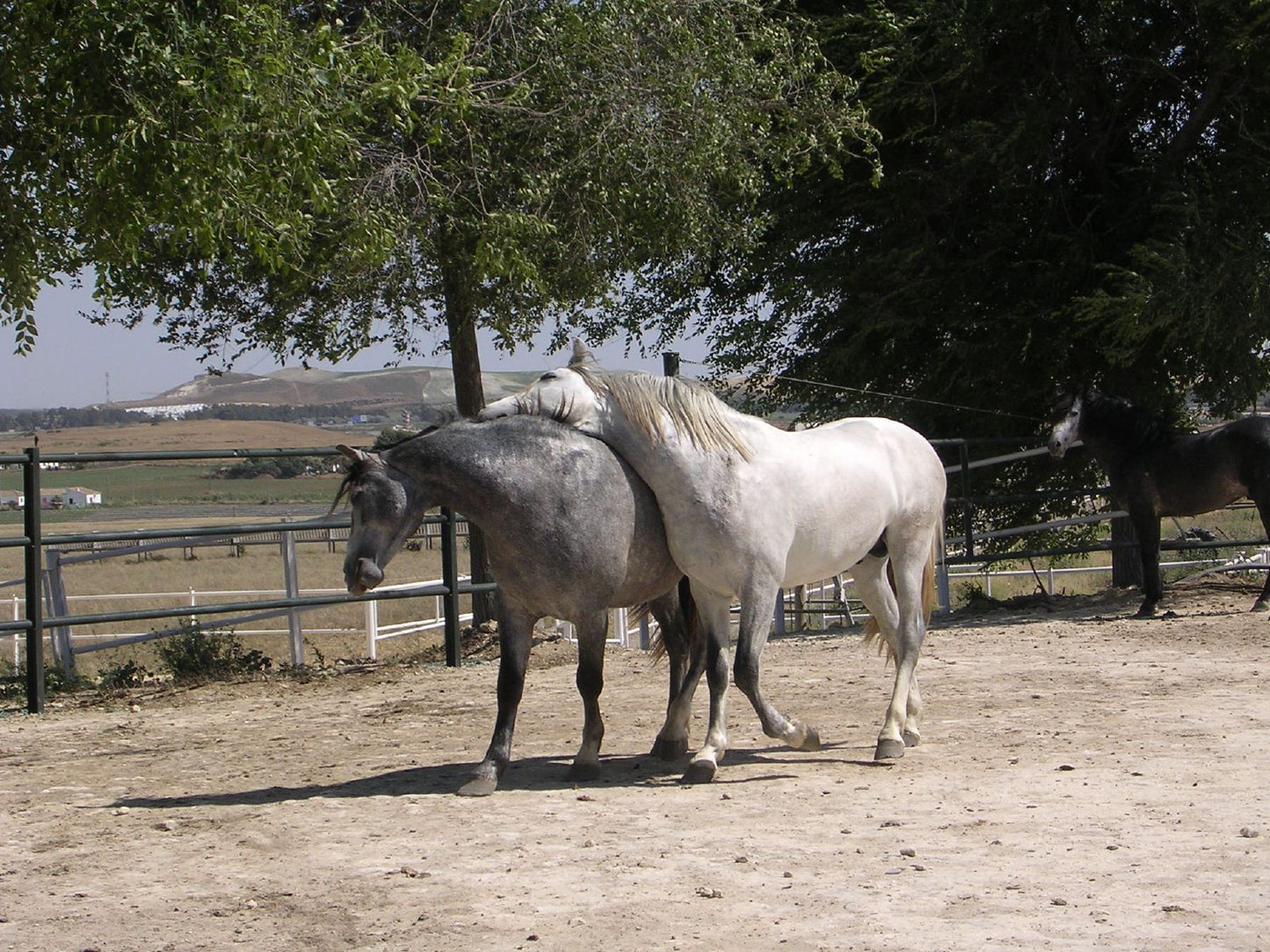 Carthusian Spanish Horse Glossy Poster Picture Photo Print Banner  Booma Prints