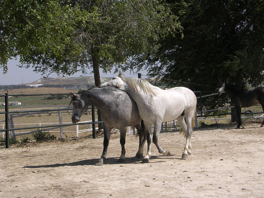 Carthusian Spanish Horse Glossy Poster Picture Photo Print Banner  Booma Prints