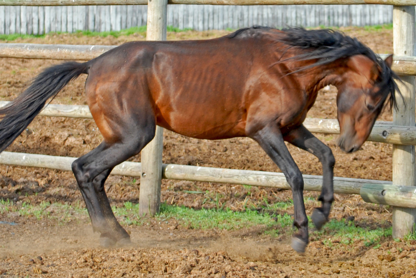 Caspian Horse Breed Glossy Poster Picture Photo Print Banner  Booma Prints