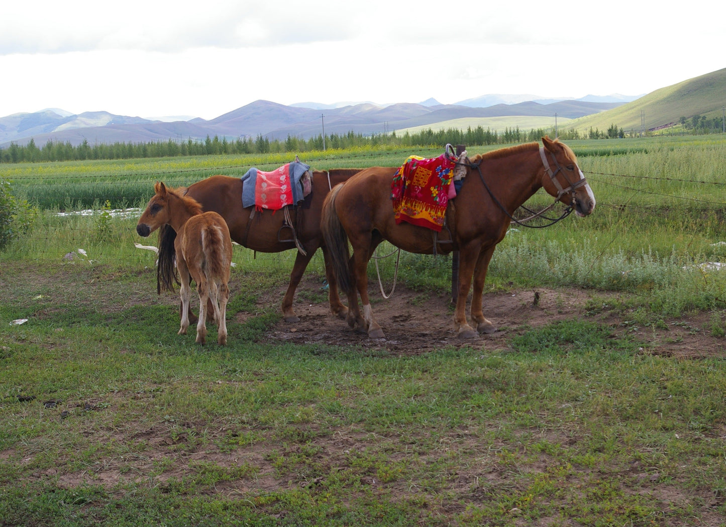 Chinese Mongolian Horses Glossy Poster Picture Photo Print Banner  Booma Prints