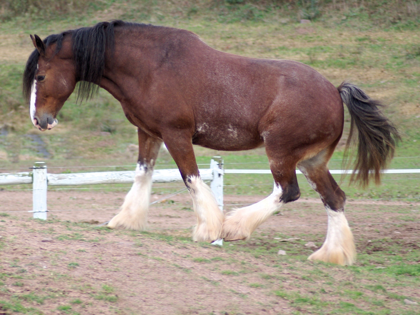 Clydesdale Horse Breed Glossy Poster Picture Photo Print Banner  Booma Prints