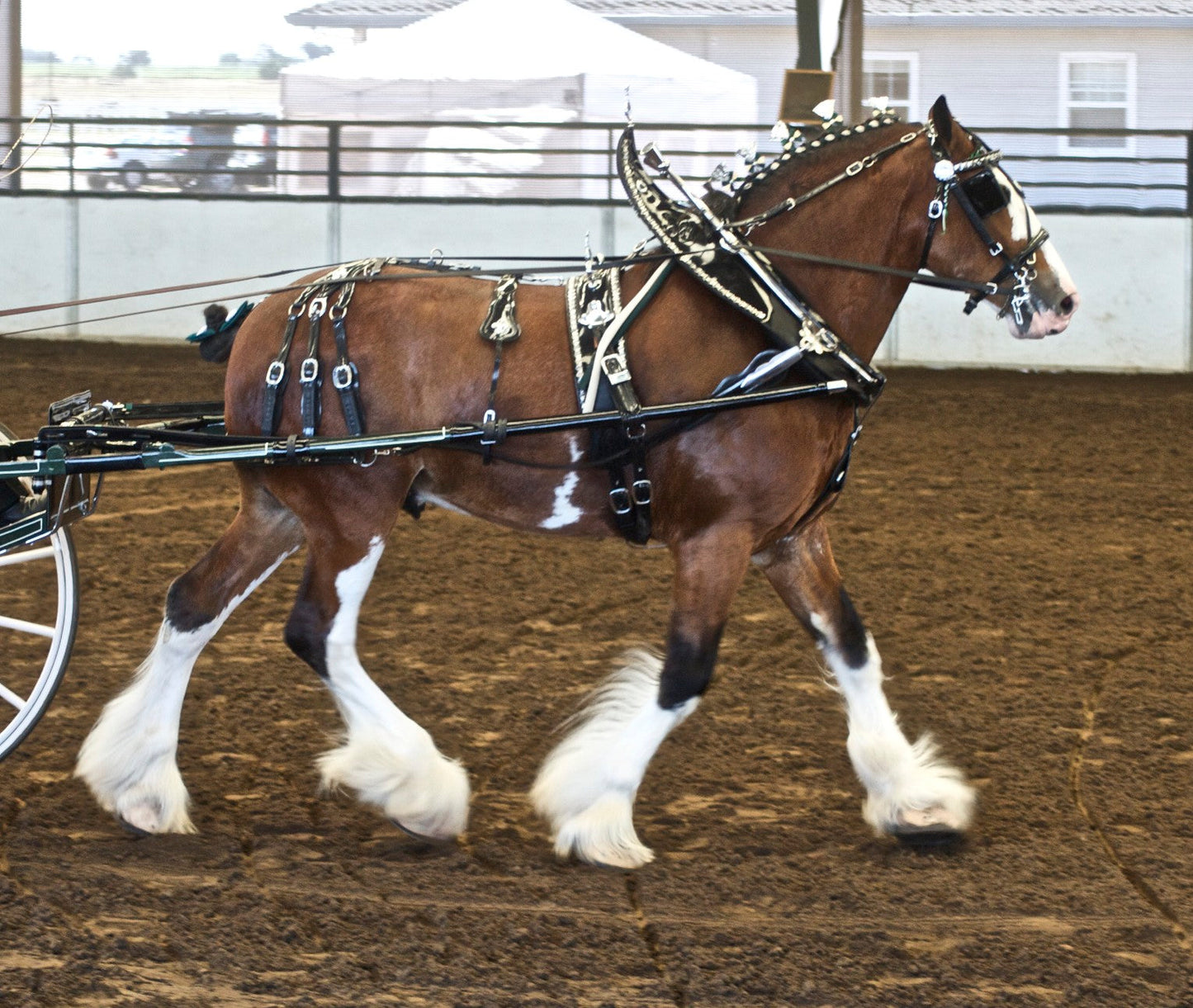 Clydesdale Horse Breed Scottish Glossy Poster Picture Photo Print Banner  Booma Prints