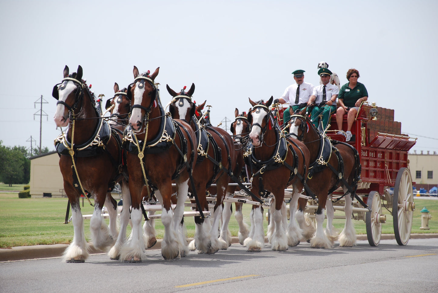 Clydesdale Horse Draught Scottish Glossy Poster Picture Photo Print Banner  Booma Prints