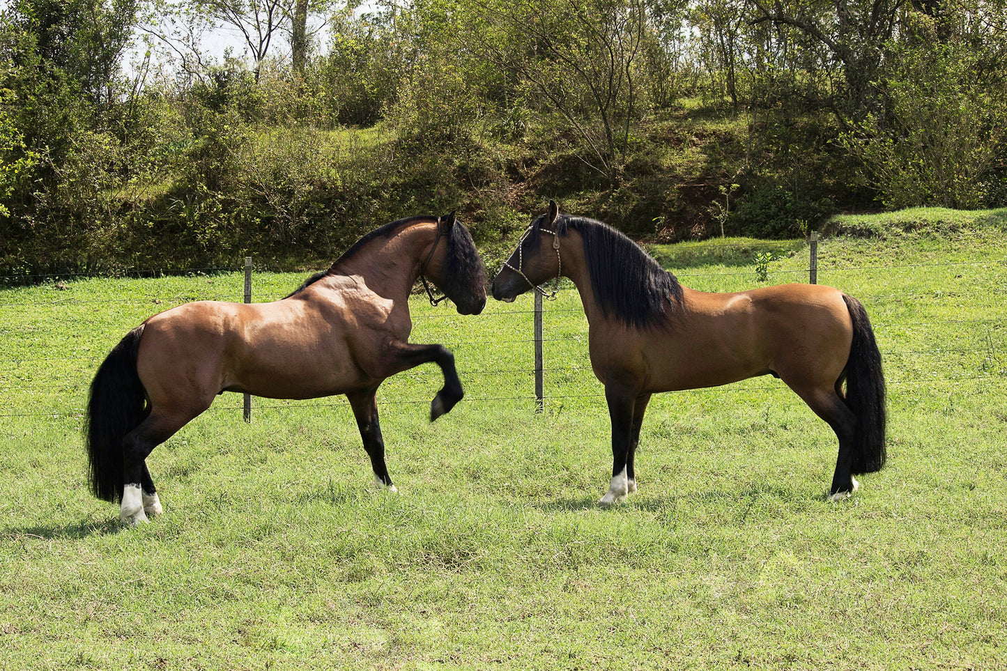 Criollo Horse Breed Glossy Poster Picture Photo Print Banner  Booma Prints