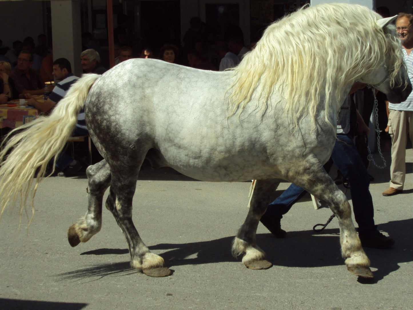 Croatian Coldblood Horse Glossy Poster Picture Photo Print Banner  Booma Prints