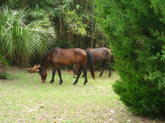 Cumberland Island Horse Glossy Poster Picture Photo Print Banner  Booma Prints