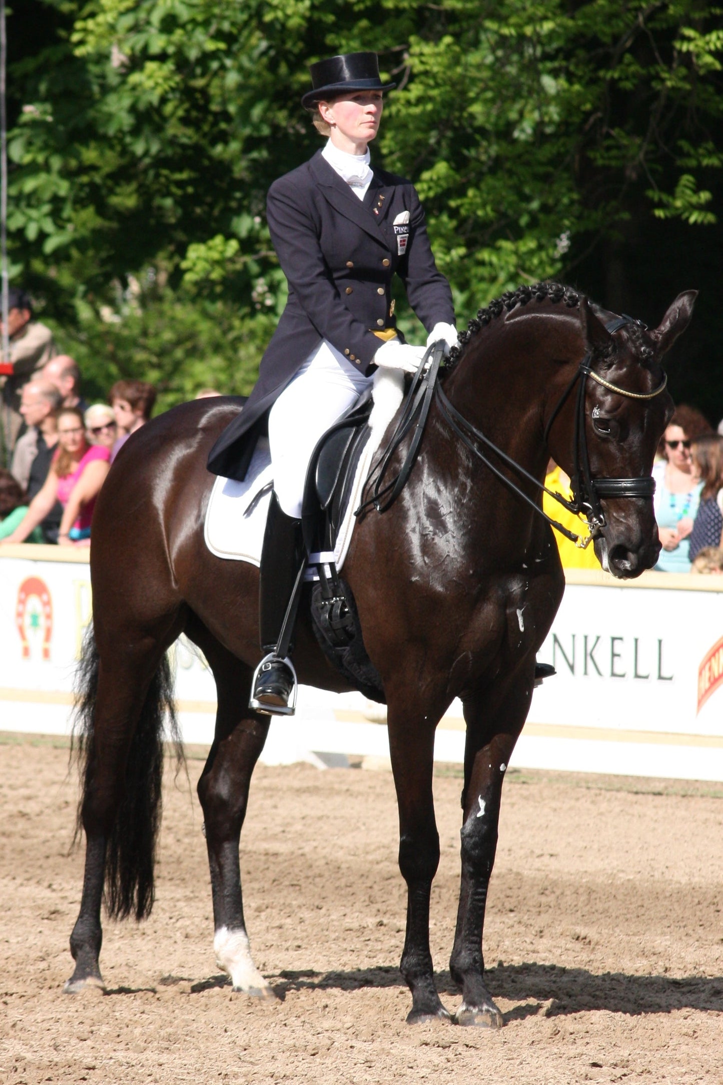Danish Warmblood Horse Glossy Poster Picture Photo Print Banner  Booma Prints