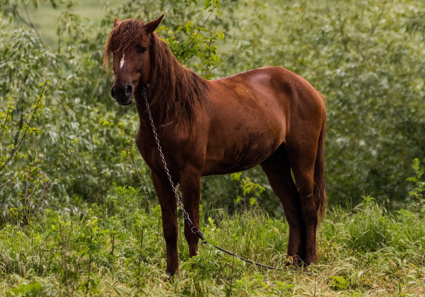 Danube Delta Horse Glossy Poster Picture Photo Print Banner  Booma Prints