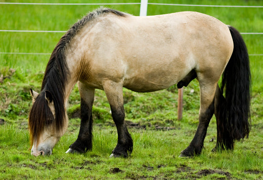 Dolehest Horse Breed Glossy Poster Picture Photo Print Banner  Booma Prints