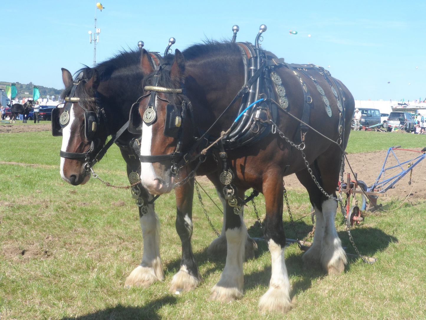 Draft Horses Glossy Poster Picture Photo Print Banner  Booma Prints