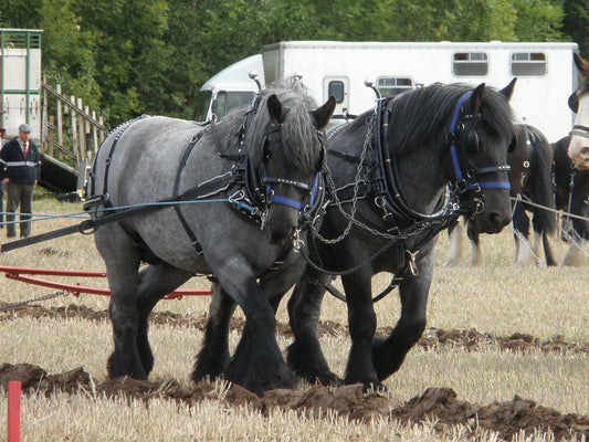 Dutch Draft Horse Breed Glossy Poster Picture Photo Print Banner  Booma Prints