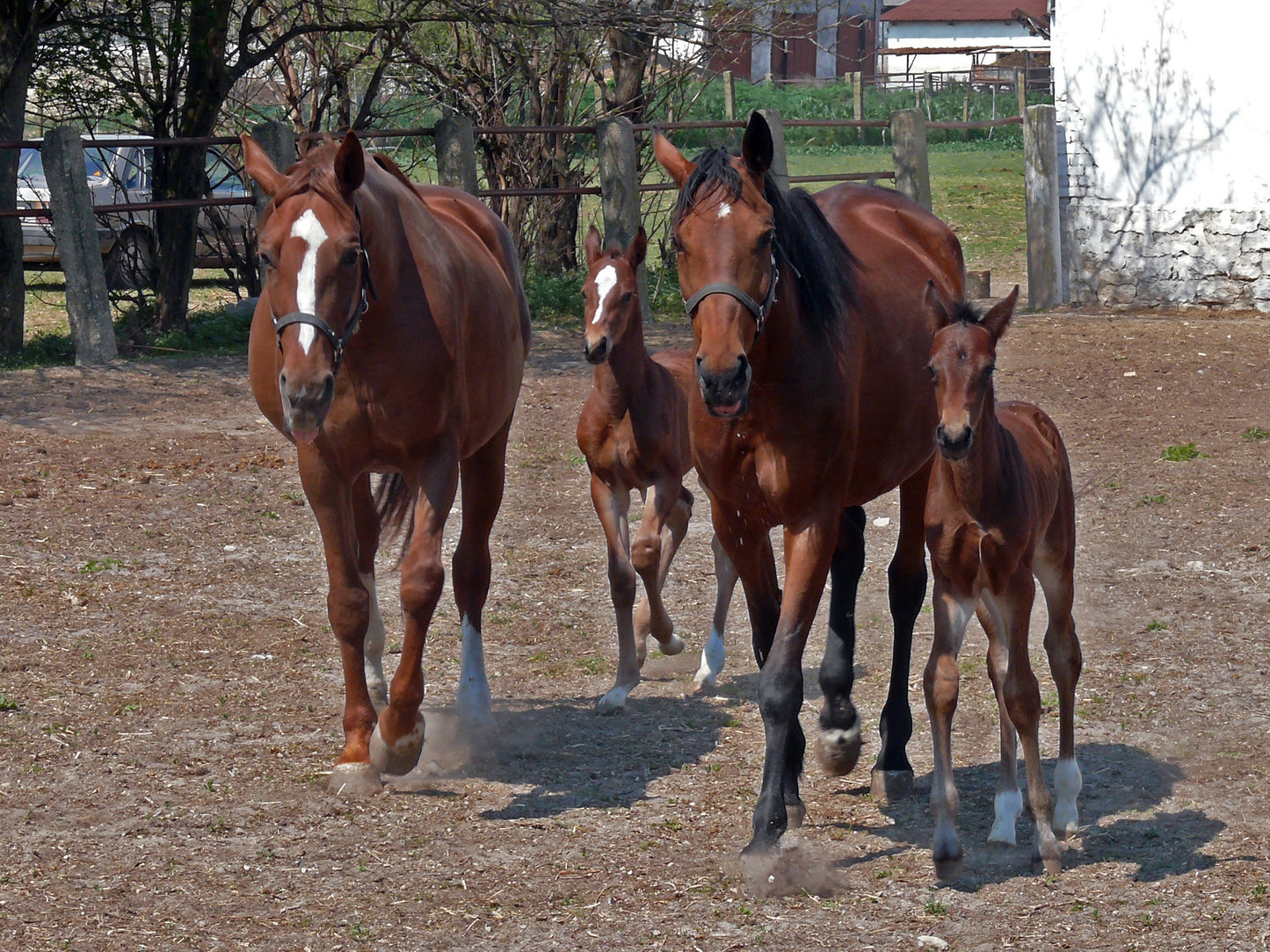 East Bulgarian Horse Glossy Poster Picture Photo Print Banner  Booma Prints