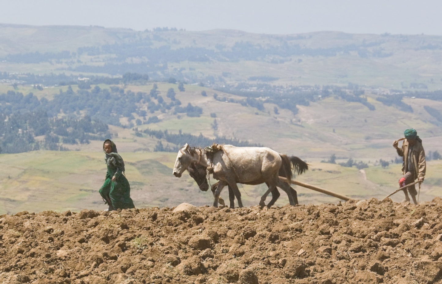 Ethiopian Horses Abyssinian Glossy Poster Picture Photo Print Banner  Booma Prints