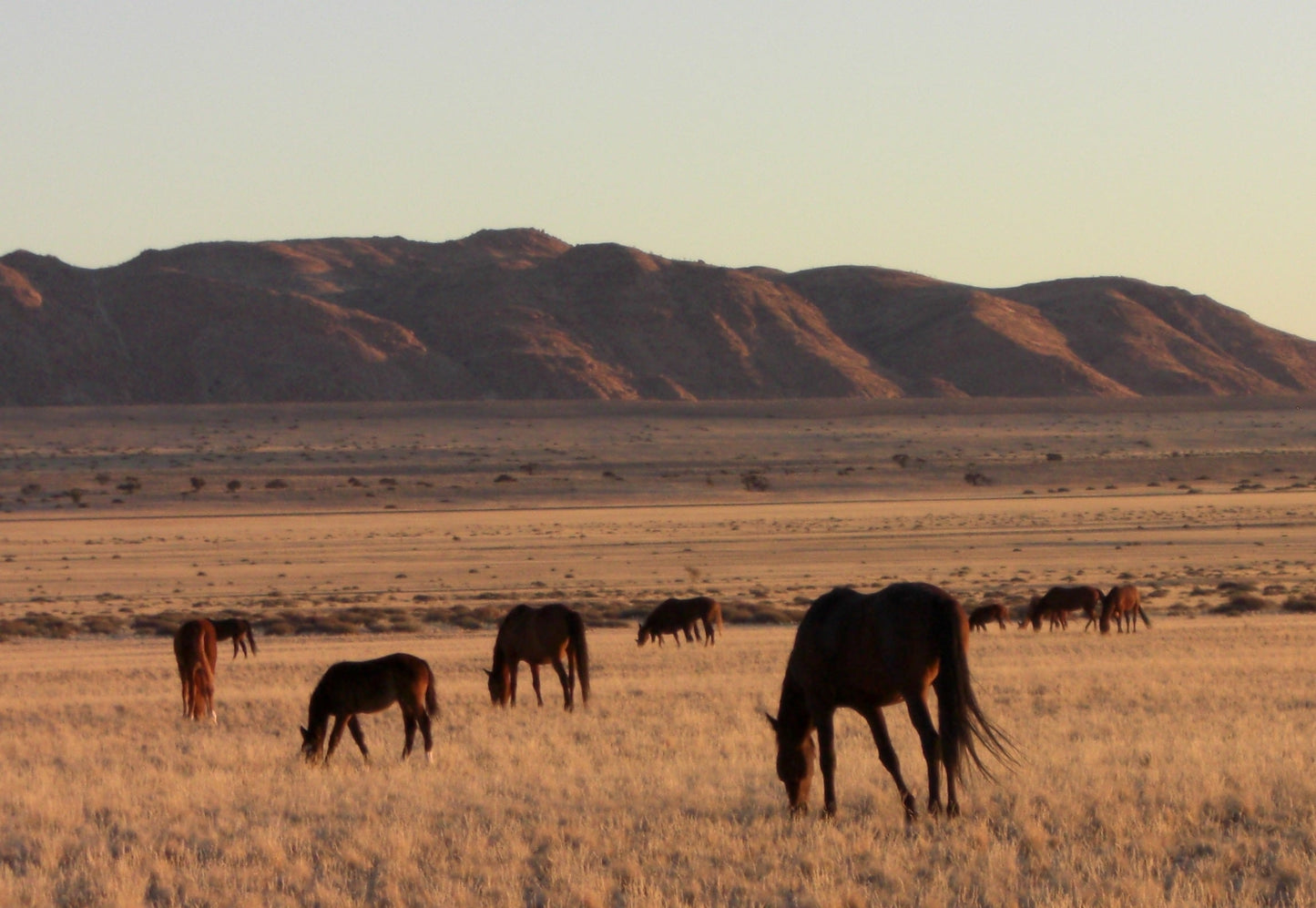 Feral Horses In Field Glossy Poster Picture Photo Print Banner  Booma Prints