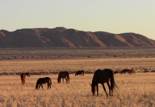 Feral Horses In Field Glossy Poster Picture Photo Print Banner  Booma Prints