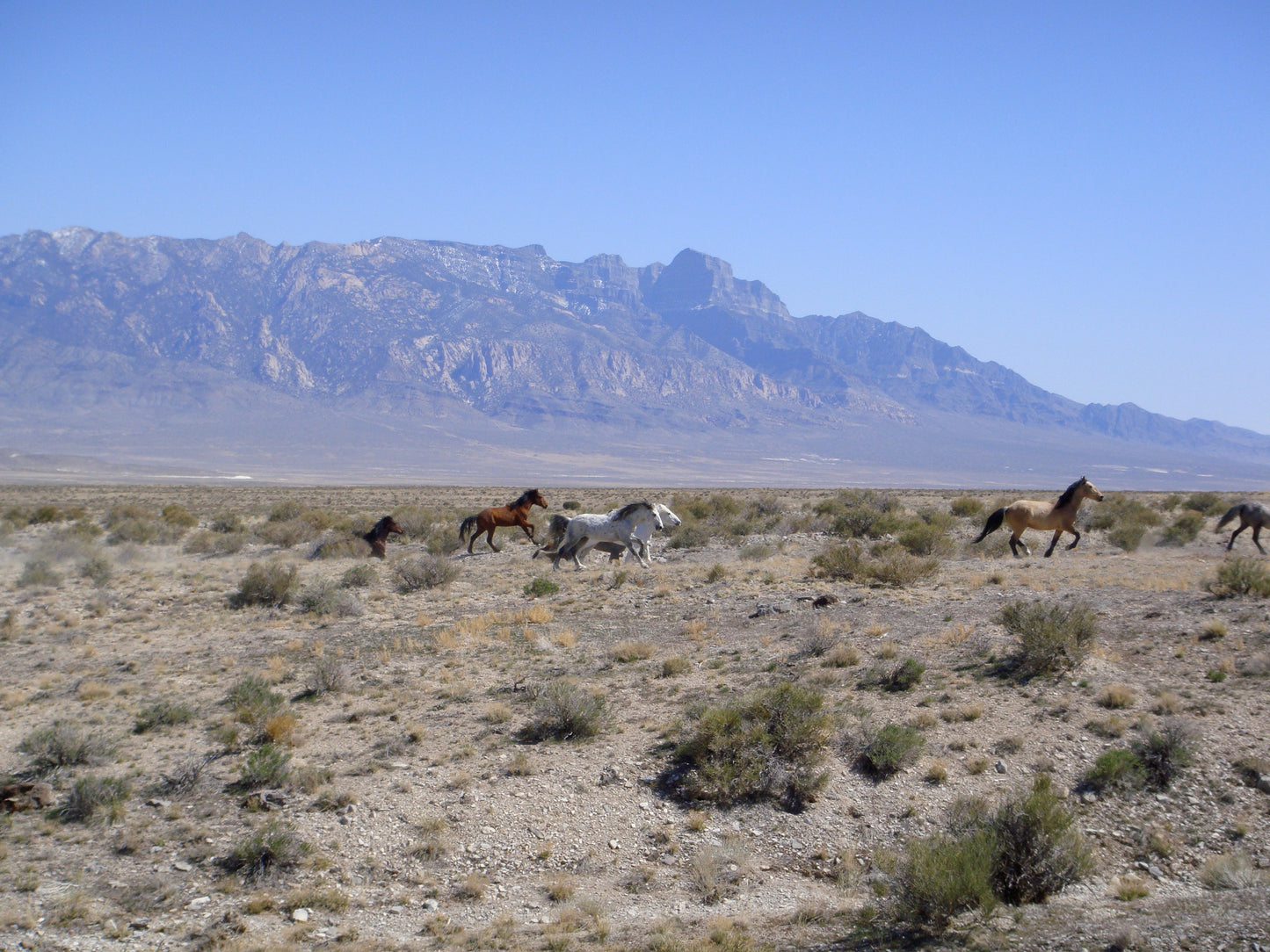 Feral Horses Running Glossy Poster Picture Photo Print Banner  Booma Prints