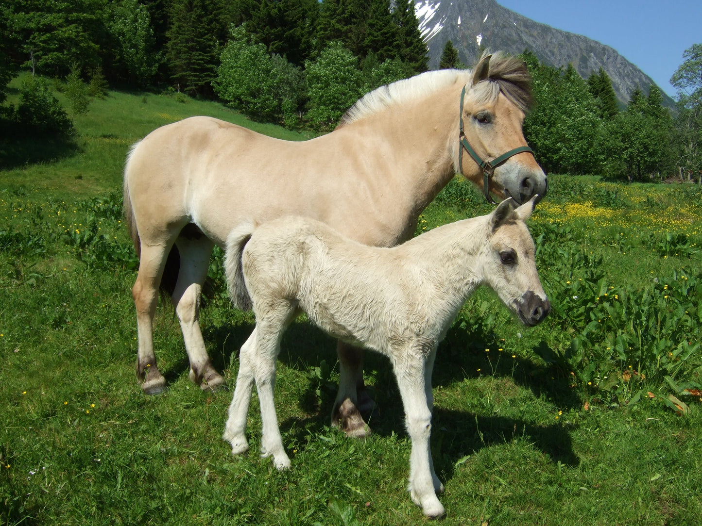 Fjord Horses Glossy Poster Picture Photo Print Banner  Booma Prints